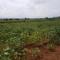 One of the Cassava Gardens by one of the Chinangwa Cooperative Members