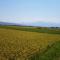 Part of the rice field at Hara Rice Scheme