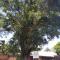 The Livingstone Tree